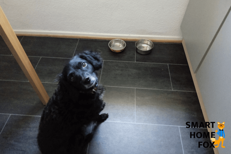 Dog sitting on the floor in front of the food bowl.